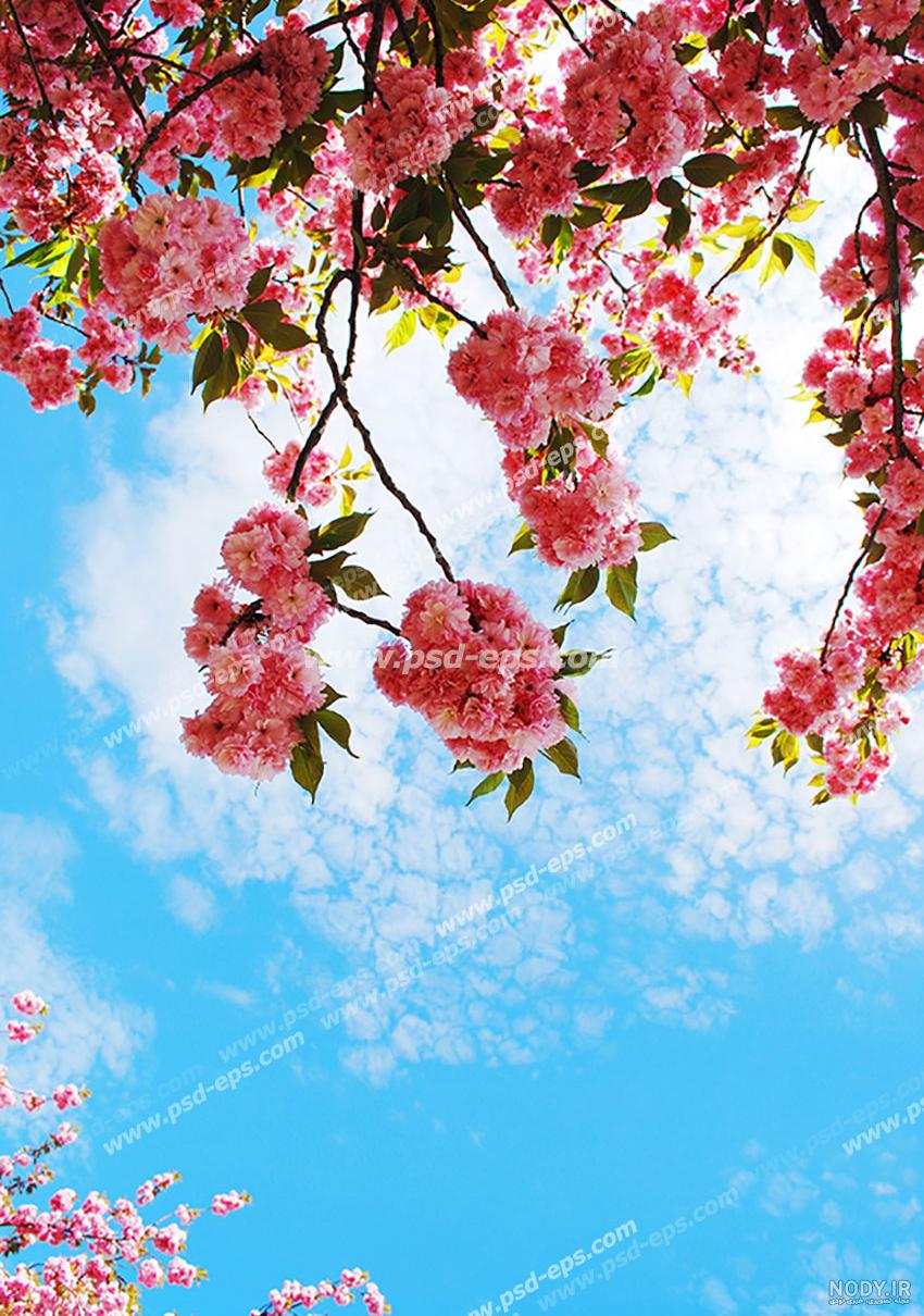 عکس برای تصویر زمینه گوشی عکس برای تصویر زمینه گوشی