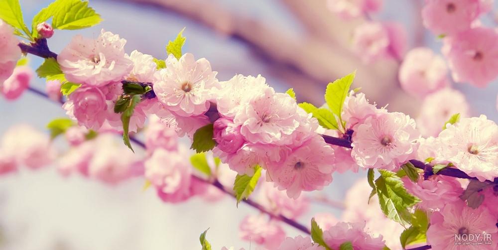 عکس بهاری عاشقانه