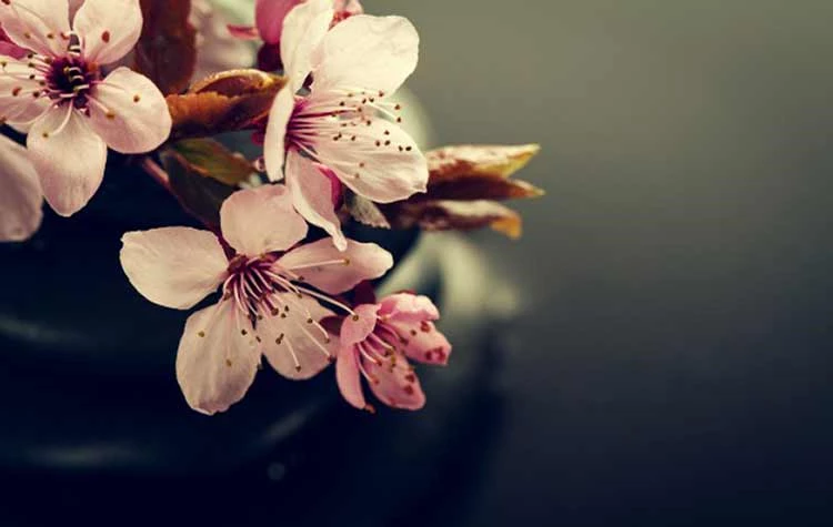 عکس تصویر زمینه زیبا روشن عکس تصویر زمینه زیبا روشن
