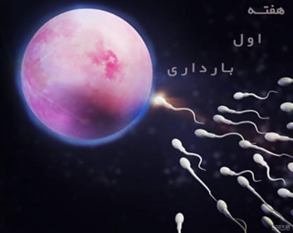 عکس جنین در ماه اول بارداری عکس جنین در ماه اول بارداری