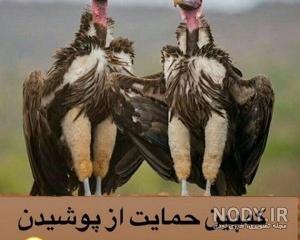 عکس خنده دار جدید