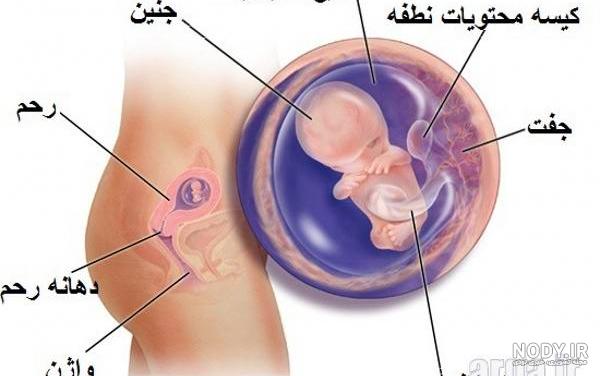 عکس دندان در ماه اول بارداری عکس دندان در ماه اول بارداری