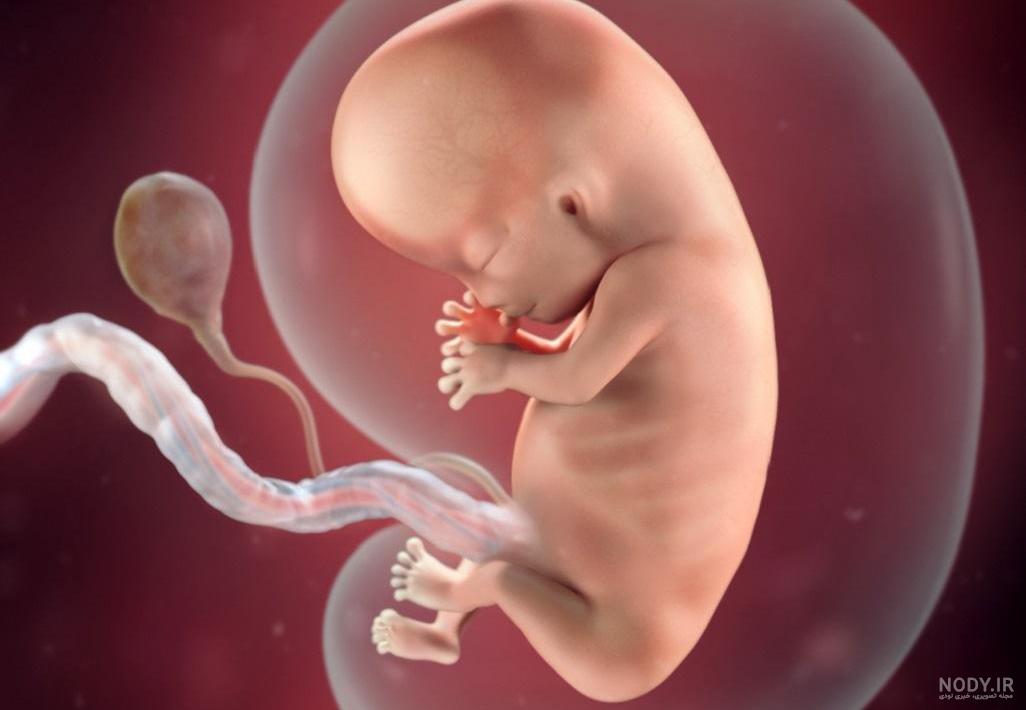 عکس سونوگرافی جنین یک ماهه عکس سونوگرافی جنین یک ماهه
