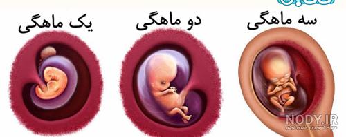 عکس سونوگرافی هفته اول بارداری عکس سونوگرافی هفته اول بارداری