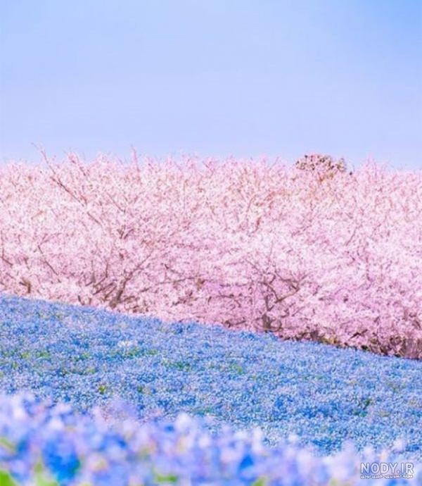 عکس شکوفه های بهاری با کیفیت بالا