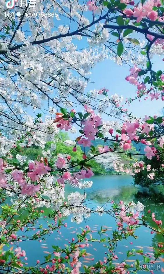 عکس شکوفه های بهاری نقاشی