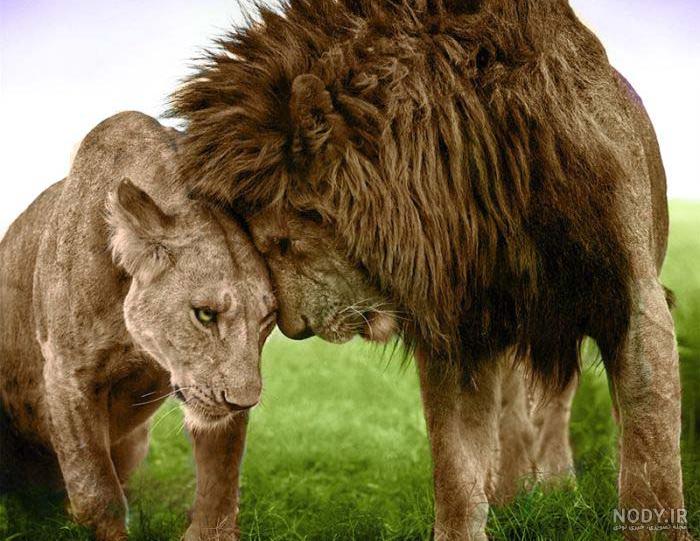 عکس شیر قدرتمند عکس شیر قدرتمند