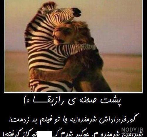 عکس شیر نر عکس شیر نر