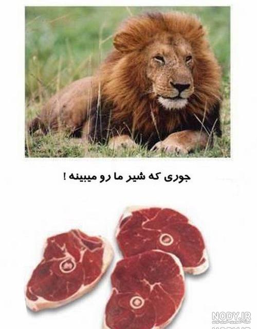 عکس شیر واقعی عکس شیر واقعی