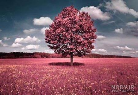 عکس منظره بهاری عکس منظره بهاری