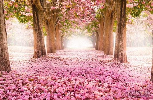 عکس منظره زیبا برای پروفایل عکس منظره زیبا برای پروفایل