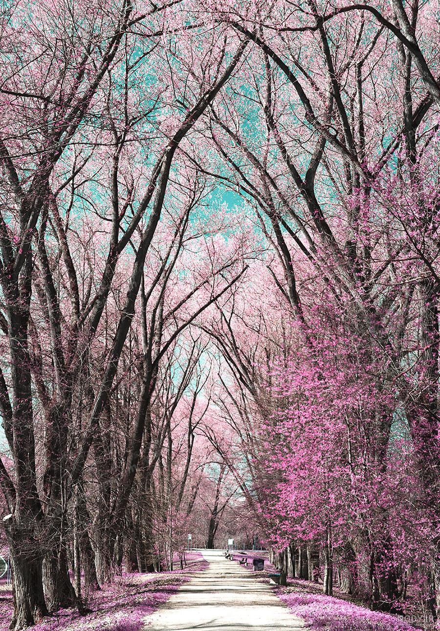 عکس منظره گل صورتی عکس منظره گل صورتی