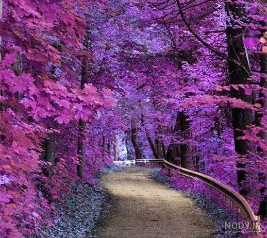 عکس منظره ی زیبای بهاری عکس منظره ی زیبای بهاری