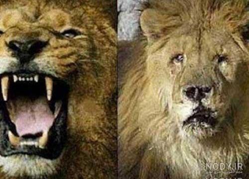 عکس های خنده دار شیرازی عکس های خنده دار شیرازی