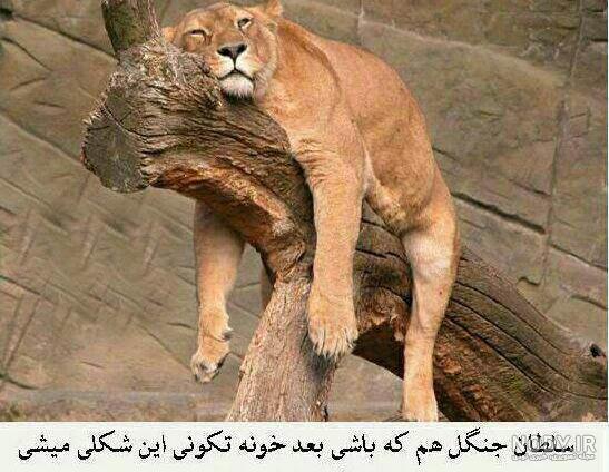 عکس های خنده دار شیرازی ها عکس های خنده دار شیرازی ها