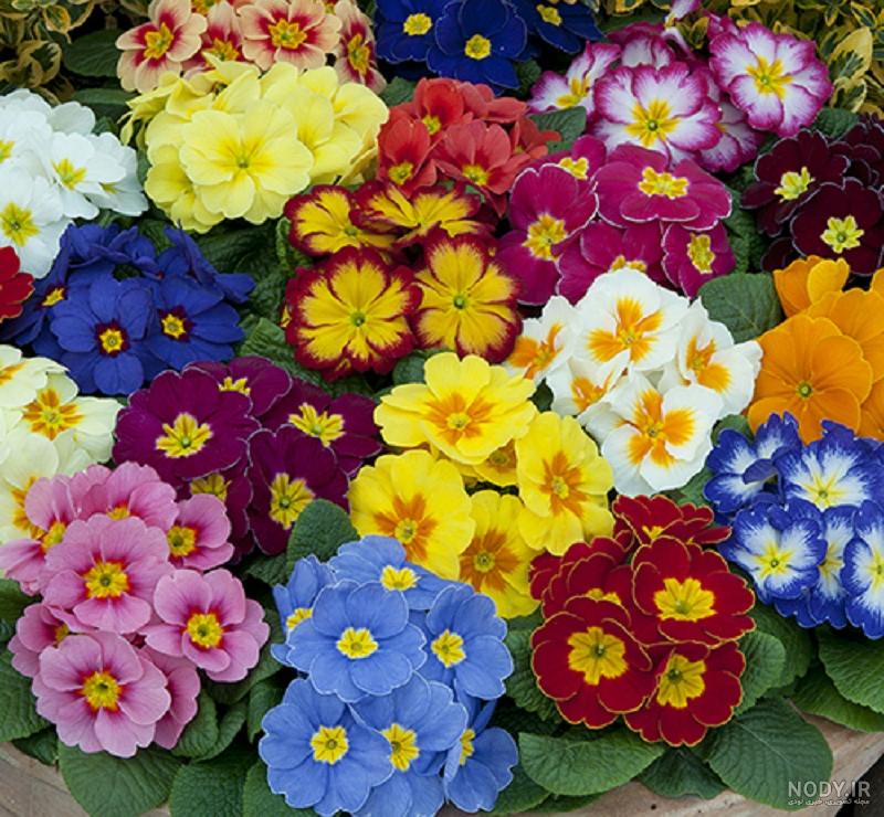 عکس هایی از گل های بهاری عکس هایی از گل های بهاری