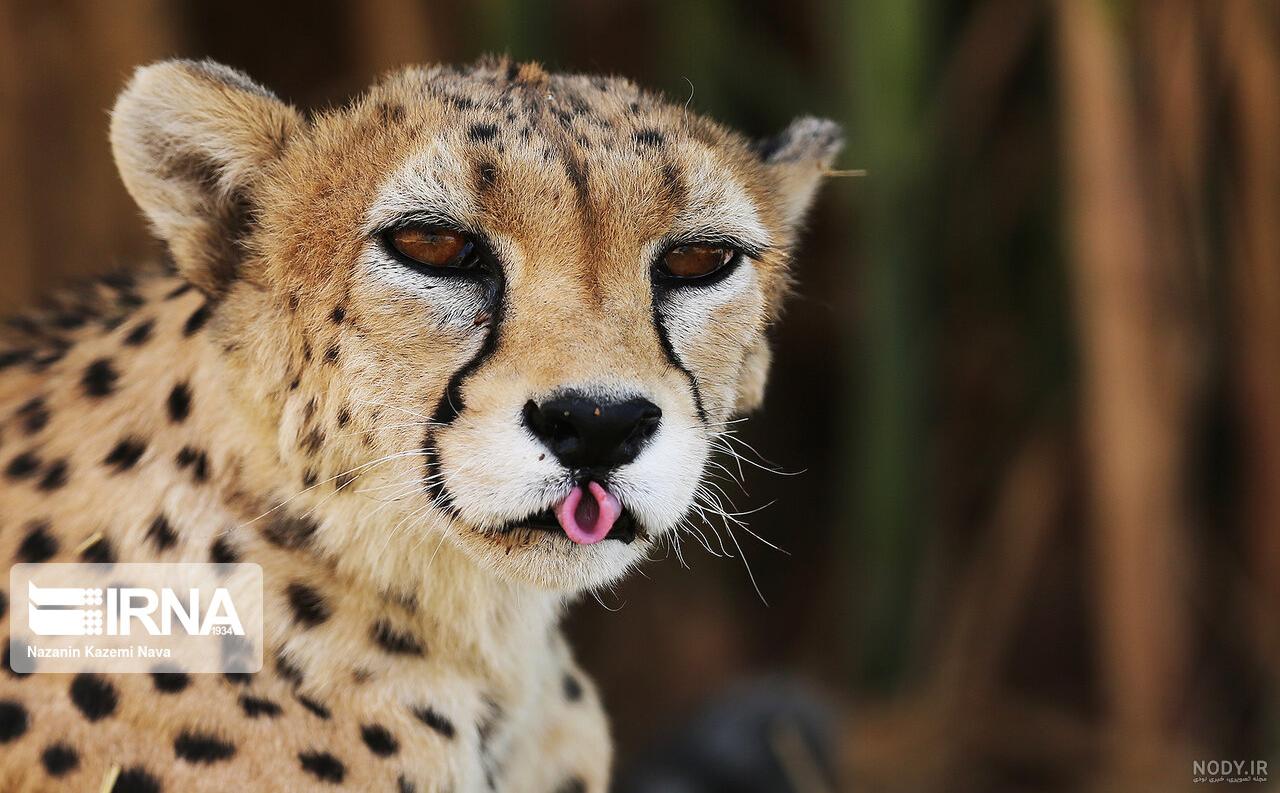 عکس پلنگ سیاه مارول عکس پلنگ سیاه مارول