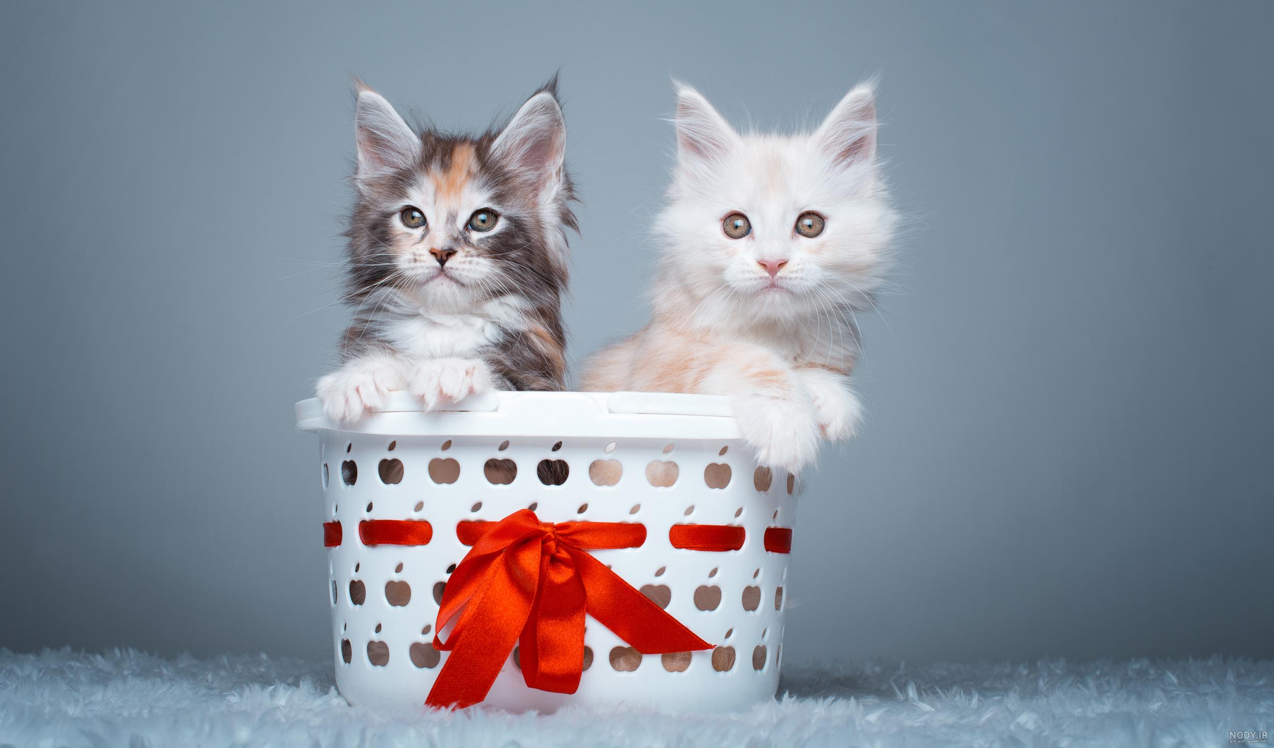 عکس گربه ملوس برای پروفایل دخترونه عکس گربه ملوس برای پروفایل دخترونه