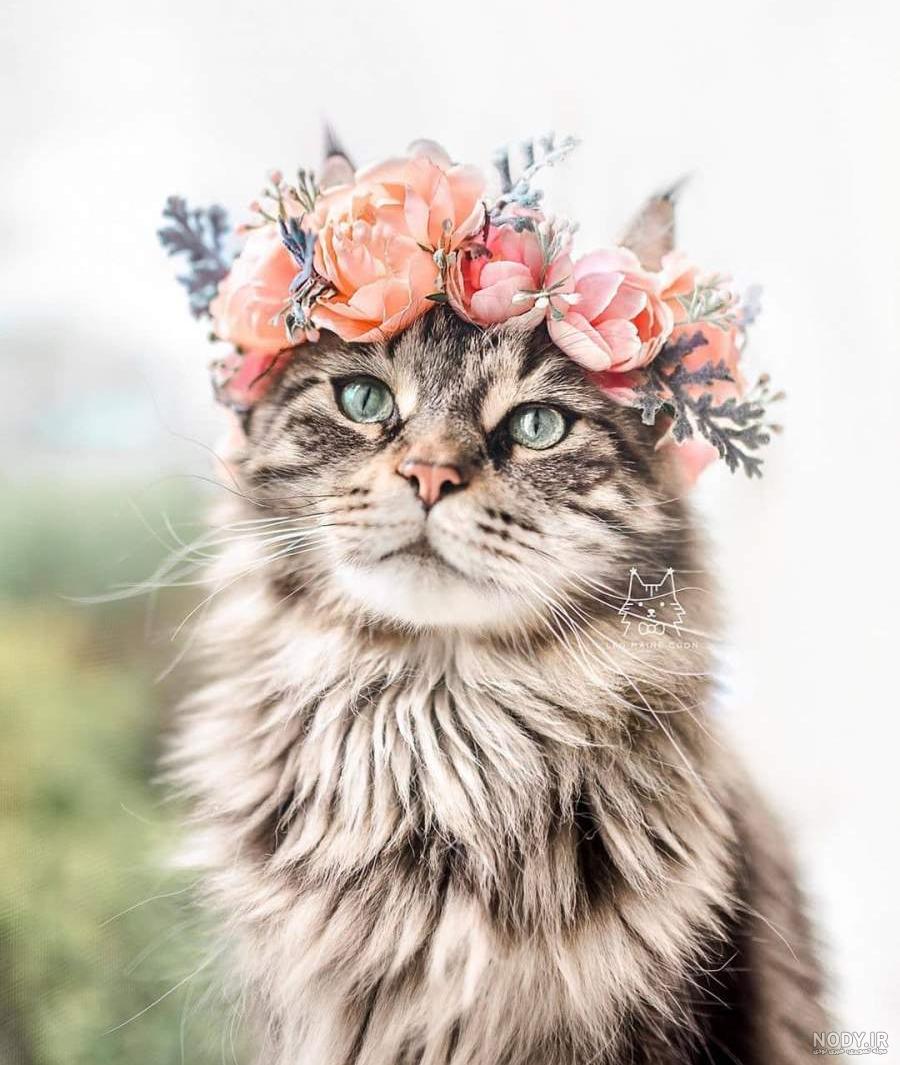 عکس گربه کارتونی برای پروفایل عکس گربه کارتونی برای پروفایل