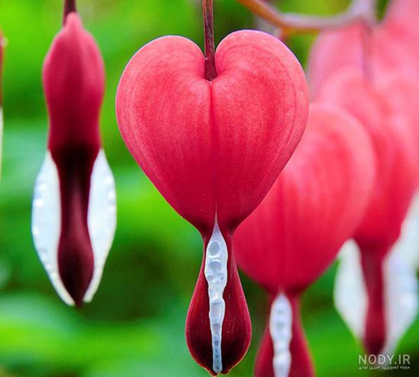 عکس گل برای پروفایل واتساپ عکس گل برای پروفایل واتساپ