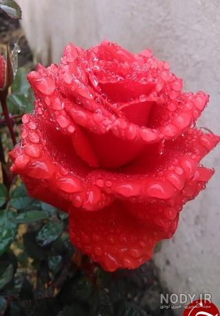 عکس گل زیبا برای پروفایل عکس گل زیبا برای پروفایل
