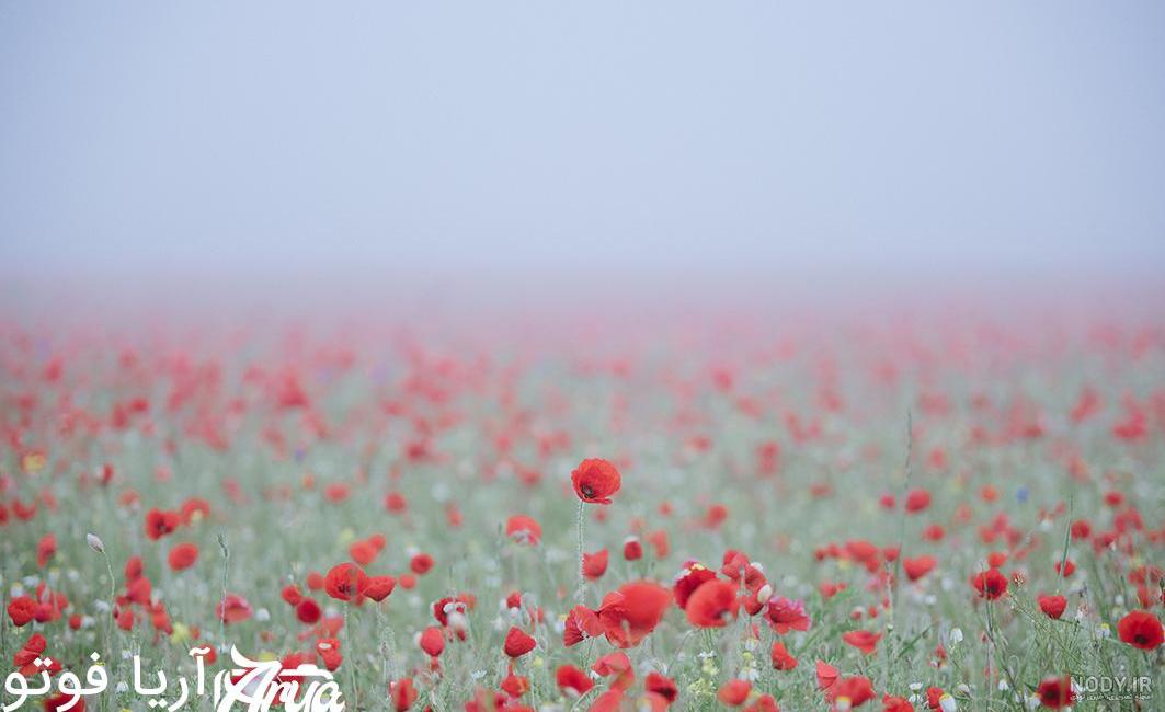 عکس گل لاله برای شهیدان