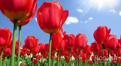 عکس گل لاله برای پروفایل