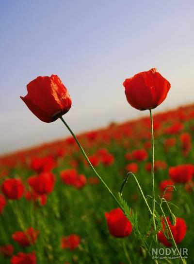 عکس گل لاله رنگی
