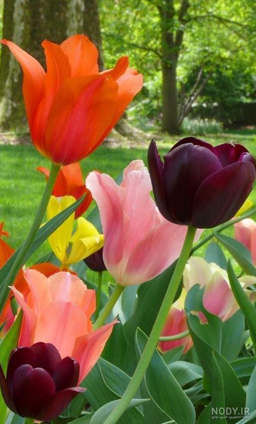 عکس گل لاله قرمز برای شهیدان