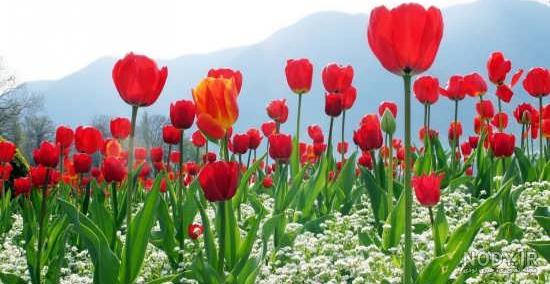 عکس گل لاله قرمز برای شهیدان