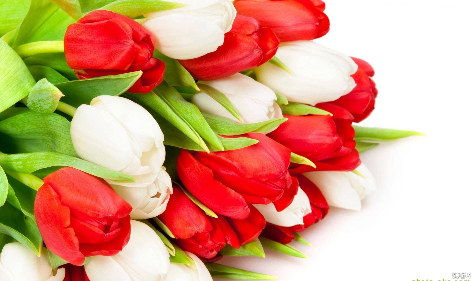 عکس گل لاله قرمز تکی