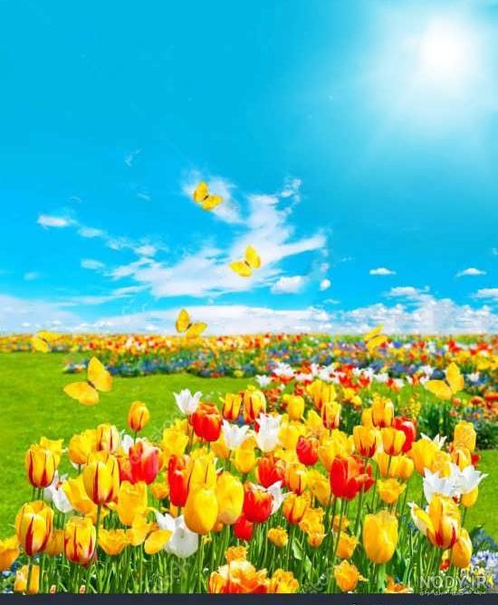 عکس گل لاله واژگون کریستالی