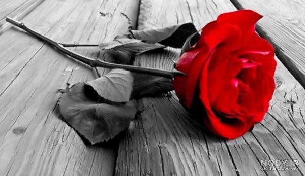 عکس گل مردانه عکس گل مردانه