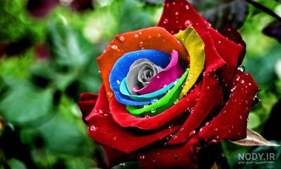 عکس گل های عاشقانه عکس گل های عاشقانه