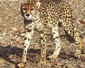 عکس یوز پلنگ مازندران عکس یوز پلنگ مازندران