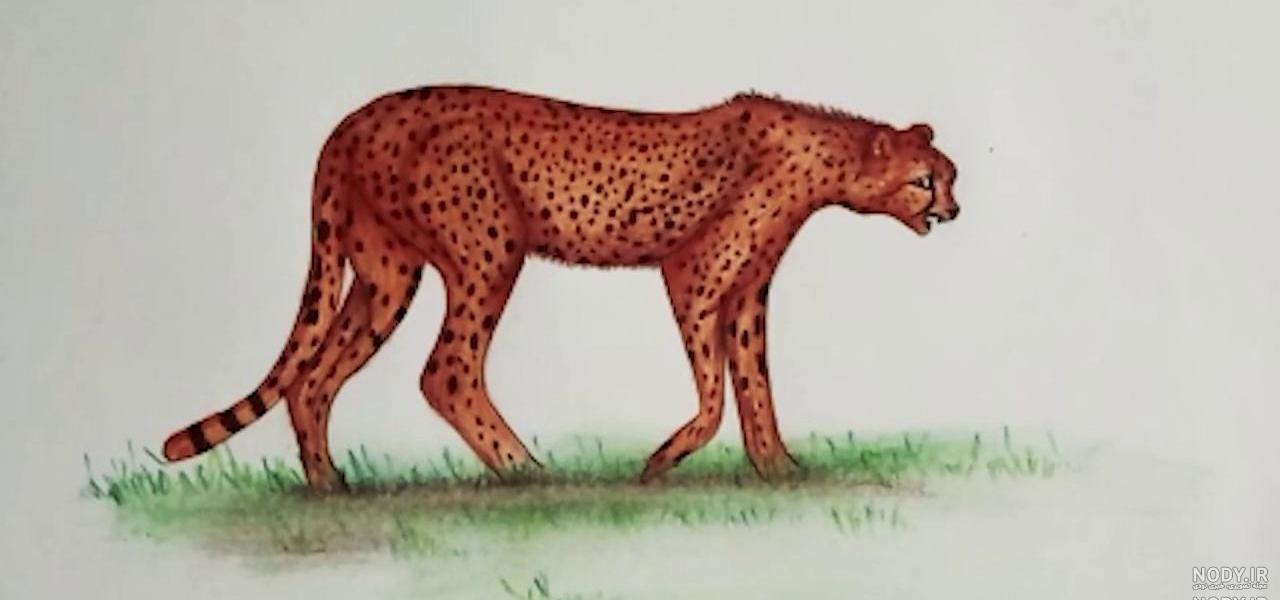 عکس یوز پلنگ نقاشی