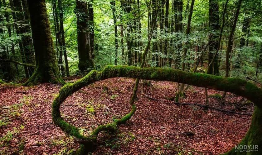 عکسهای لفور مازندران عکسهای لفور مازندران