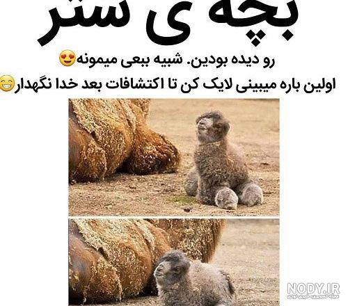 متن کوتاه خنده دار برای استوری واتساپ