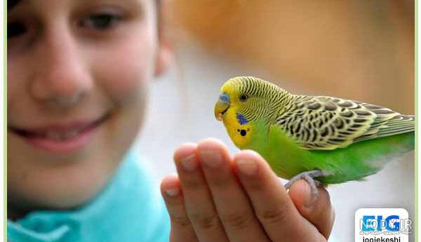 آموزش ساخت سرلاک برای جوجه مرغ عشق