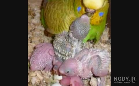 جوجه مرغ عشق 10 روزه