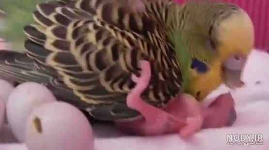 جوجه مرغ عشق 20 روزه