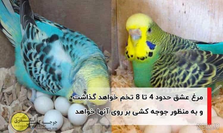 جوجه مرغ عشق چند روزه از لانه بیرون میاد