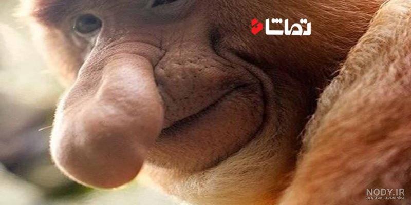 دانلود عکس میمون زشت