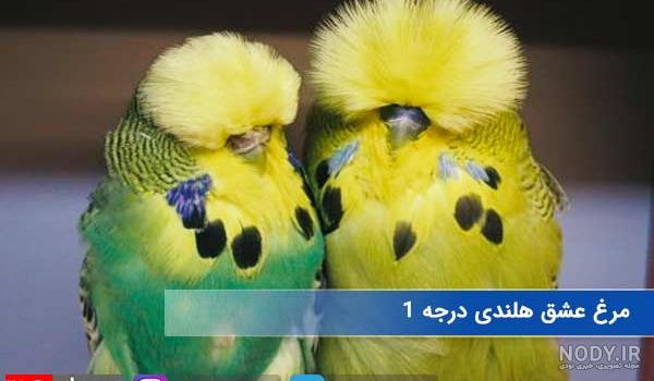 روش بزرگ كردن جوجه مرغ عشق سرلاکی