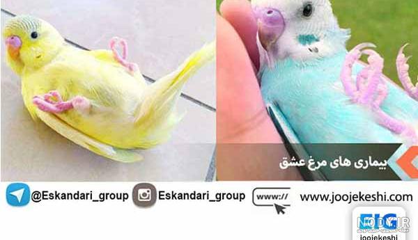 عکس جوجه مرغ عشق 20 روزه