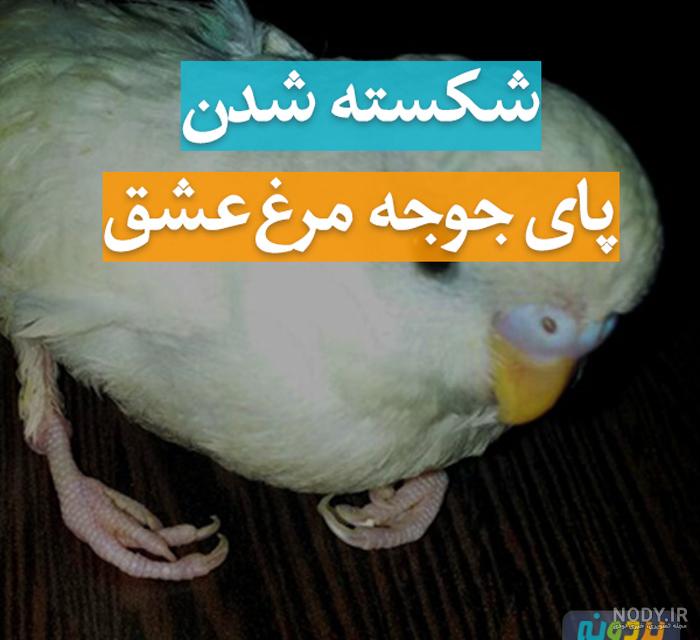 عکس جوجه مرغ عشق ۱۵ روزه