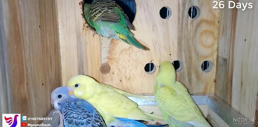 عکس جوجه ی مرغ عشق