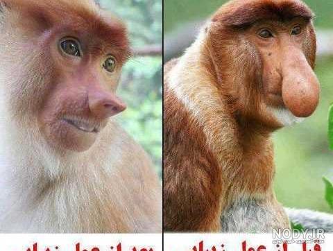عکس میمون ترسناک