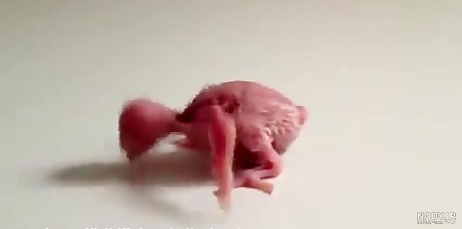 غذای جوجه مرغ عشق 20 روزه