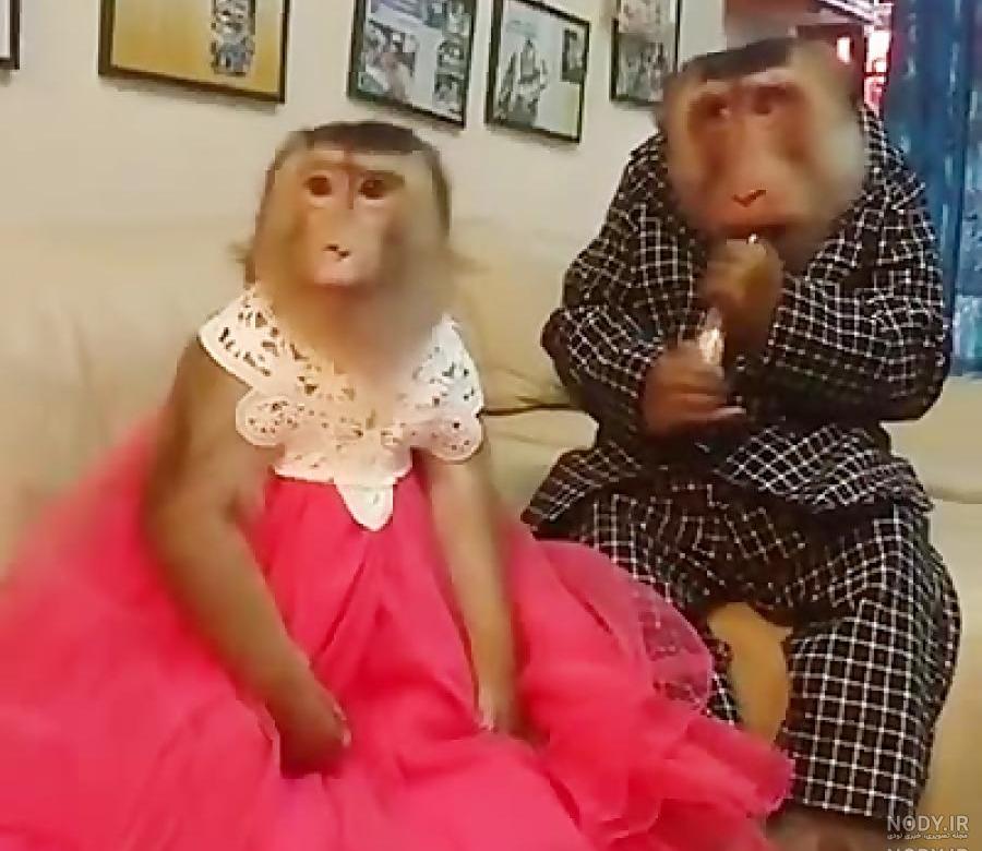 فیلم عروسی مرینت و آدرین دوبله فارسی واقعی